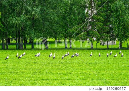 Flock of White Storks Grazing Peacefully on a Green Meadow Near a Forest Edge in a Rural Countryside 129260657