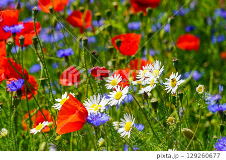 Closeup of wild daisies, poppies, and cornflowers blooming in vibrant summer meadow in full sunlight 129260677