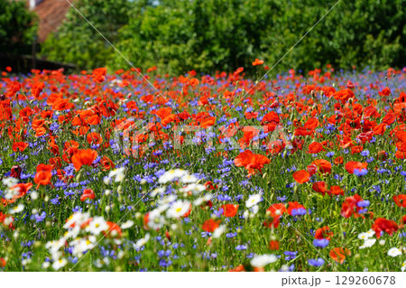 Vibrant Wildflower Meadow with Red Poppies, Blue Cornflowers, and White Daisies in Full Bloom 129260678