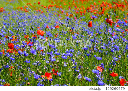 Vibrant Bloom of Blue Cornflowers and Red Poppies in a Summer Meadow 129260679