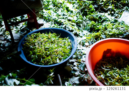 Harvesting linden blossoms and leaves in blue and red baskets Harvesting linden blossoms and leaves in blue and red baskets 129261131