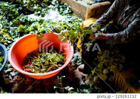 Elderly woman preparing fresh traditional Turkish Ada tea in colorful basket for traditional cooking 129261132