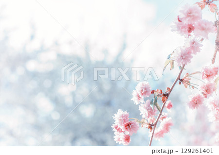 Soft blossoms sakura in spring garden. Beauty pink chinese cherry by blurred blue bokeh backdrop 129261401