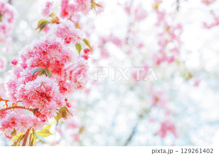Blossoms spring garden background. Pink japanese cherry tree, soft focus Blossoms spring garden background. Pink japanese cherry tree, soft focus 129261402