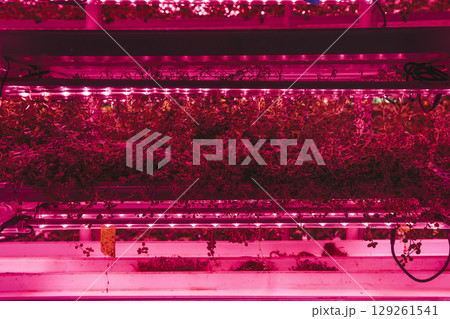 Agriculture greenhouse. Hydroponic growth technology farm garden. Innovation farming and sustainable cultivation concept. Agriculture greenhouse. Hydroponic growth technology farm garden. Innovation farming and sustainable cultivation concept. 129261541