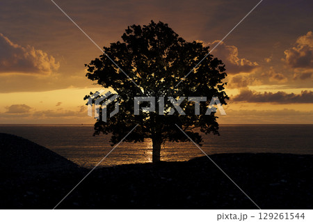 Lone Tree Silhouette at Sunset 129261544