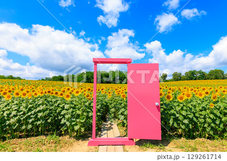 ひまわり畑とピンクのドア ひまわり畑とピンクのドア 129261714