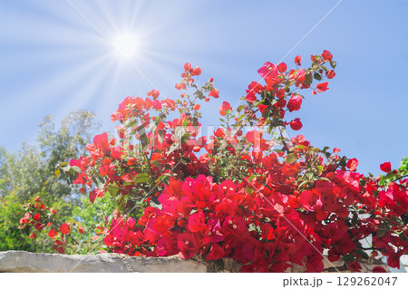 Bright bougainvillea blooms flourish under the summer sun in a vibrant garden 129262047