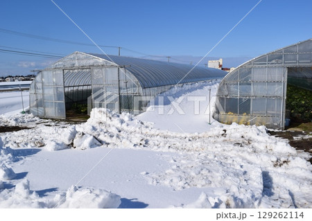 豪雪地方のビニールハウス 豪雪地方のビニールハウス 129262114