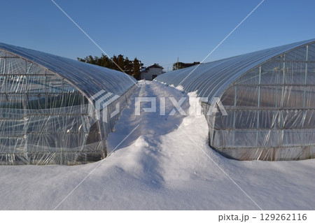 豪雪地方のビニールハウス 129262116