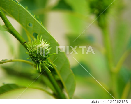 若いクリの実 若いクリの実 129262128