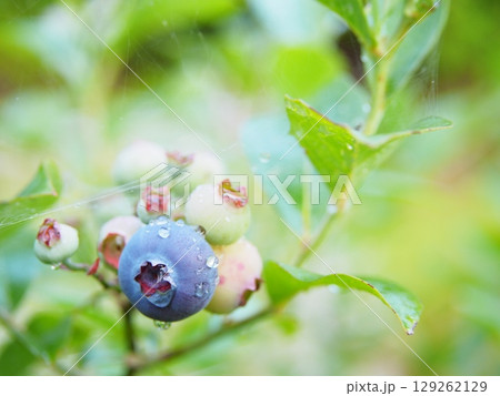 たわわに実ったブルーベリーの実、食べごろ 129262129