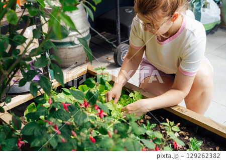 Smiling Woman picking thriving vegetable patch filled with fresh lettuce and herbs in kitchen garden bed in her yard. Home planting and food growing. Sustainable lifestyle. Gardening hobby 129262382
