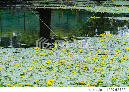 水辺の波紋 水辺の波紋 129262525