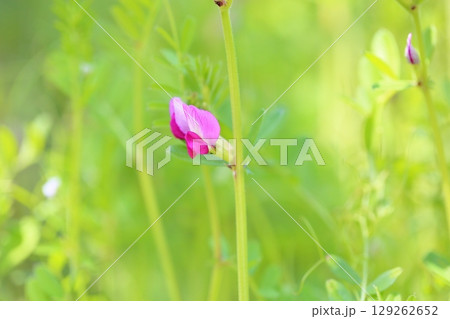 可愛い カラスノエンドウの花 可愛い カラスノエンドウの花 129262652