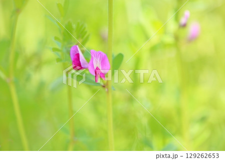 可愛い カラスノエンドウの花 可愛い カラスノエンドウの花 129262653
