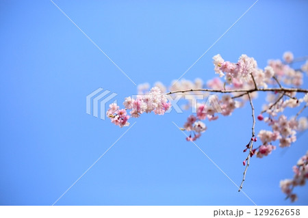 春の便り シダレザクラの花 満開 春の便り シダレザクラの花 満開 129262658