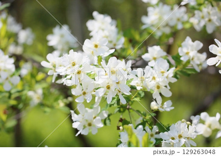 爽やか リキュウバイの花 満開 爽やか リキュウバイの花 満開 129263048