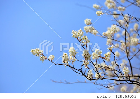春の便り ジューンベリーの花 満開 春の便り ジューンベリーの花 満開 129263053