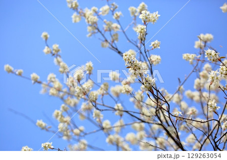 春の便り　ジューンベリーの花　満開 129263054
