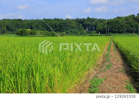 夏の爽やかな田園風景 129263338