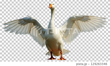 A Sebastopol goose stands proudly with its wings spread, showcasing its striking white body and long curly feathers. This captivating bird highlights the unique features of its breed. 129263346