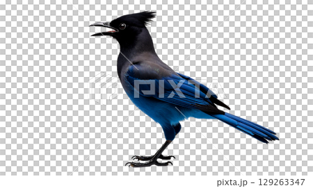 Featuring a Steller's jay, this bird showcases its stunning blue body and black crest, standing in a determined pose with wings drawn back, against a clean background. 129263347