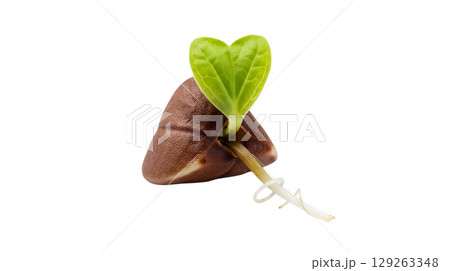 This striking dark brown buckwheat groat features a unique three sided shape and a small green sprout emerging from it. The image highlights the natural beauty of the grain. 129263348