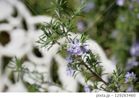 爽やか ローズマリーの花 爽やか ローズマリーの花 129263460