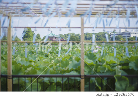 上野不忍池の蓮と風鈴 夏の風景 上野不忍池の蓮と風鈴 夏の風景 129263570
