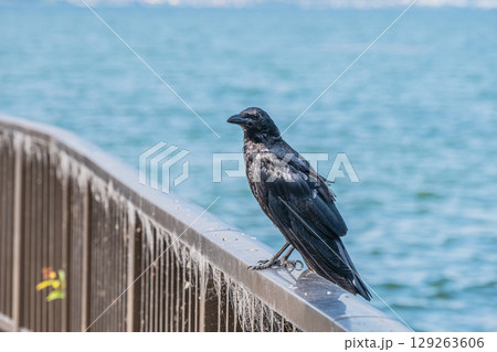 柵の上に止まるカラス(ハシボソガラス) 滋賀県大津市 柵の上に止まるカラス(ハシボソガラス) 滋賀県大津市 129263606