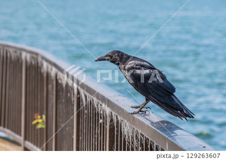 柵の上に止まるカラス(ハシボソガラス) 滋賀県大津市 柵の上に止まるカラス(ハシボソガラス) 滋賀県大津市 129263607