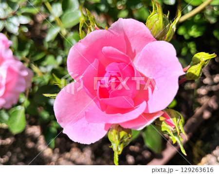 Flowers - Orange rose in the garden during spring. Nature background 129263616