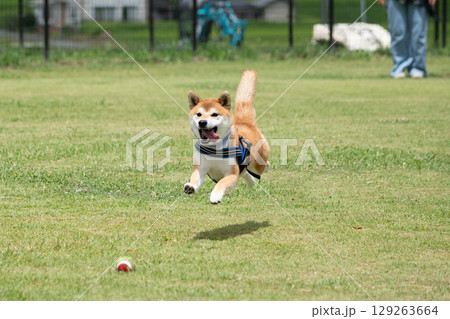 ボール遊び 129263664