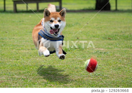 飛んでる 129263668