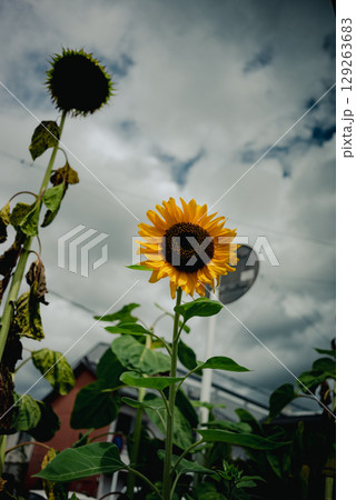 ひまわり 129263683