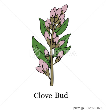 Clove bud branch pink purple buds illustration for spices herbal medicine food and beverage and natural fragrance products 129263698