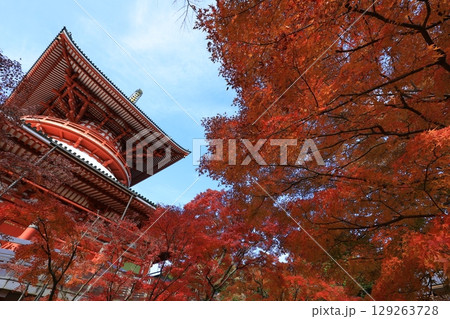 秋の青空と紅葉 秋の青空と紅葉 129263728