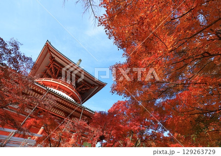 秋の青空と紅葉 秋の青空と紅葉 129263729