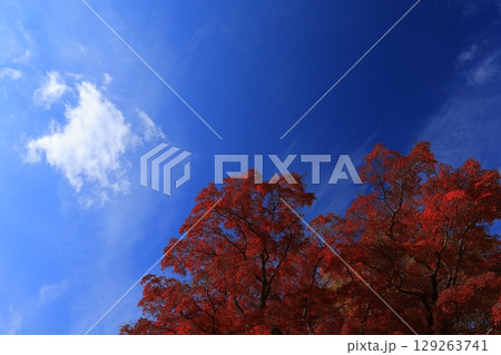 秋の青空と紅葉 秋の青空と紅葉 129263741