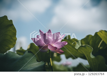 東京上野公園の蓮の花　不忍池 129263764