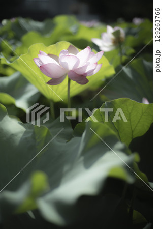 東京上野公園の蓮の花 不忍池 東京上野公園の蓮の花 不忍池 129263766