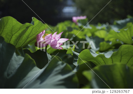 東京上野公園の蓮の花　不忍池 129263767