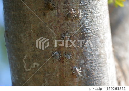 キマダラカメムシ(幼虫) キマダラカメムシ(幼虫) 129263831