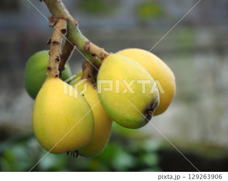 ビワ ビワ 129263906