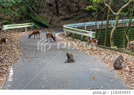 屋久島世界自然遺産の鹿と猿(8月)仲良くくつろぐヤクザルとヤクシカ 129263935
