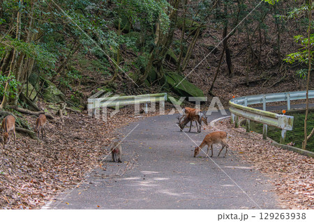 屋久島世界自然遺産の鹿と猿(8月)仲良くくつろぐヤクザルとヤクシカ 129263938
