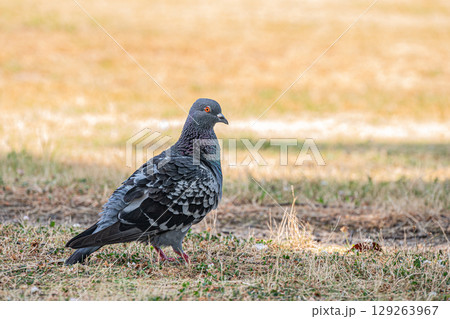 ハト（ドバト） 129263967