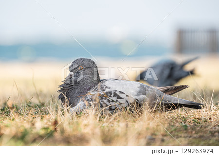 湖畔でくつろぐハト（ドバト） 129263974