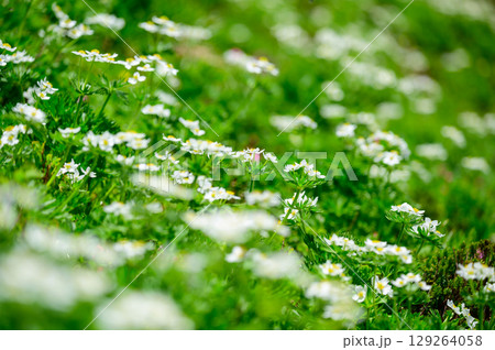 ハクサンイチゲ 129264058